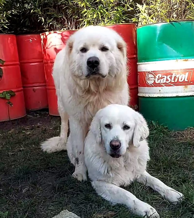 Avec Obélix du Domaine des Loups-mer